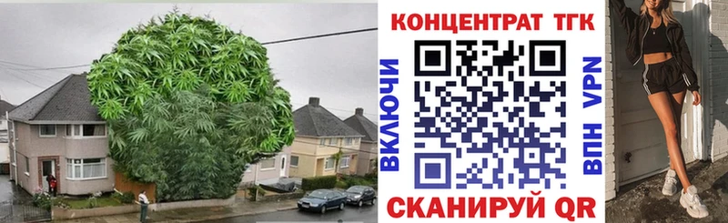 ТГК концентрат  Купить где  Холм 
